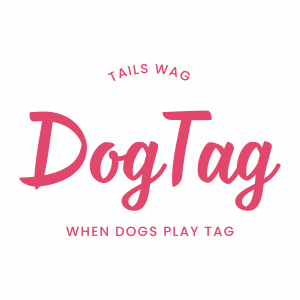 DogTag Dog Daycare Outlines Weekday Hours, Evaluation Process and Boarding Services in Superior, Colorado