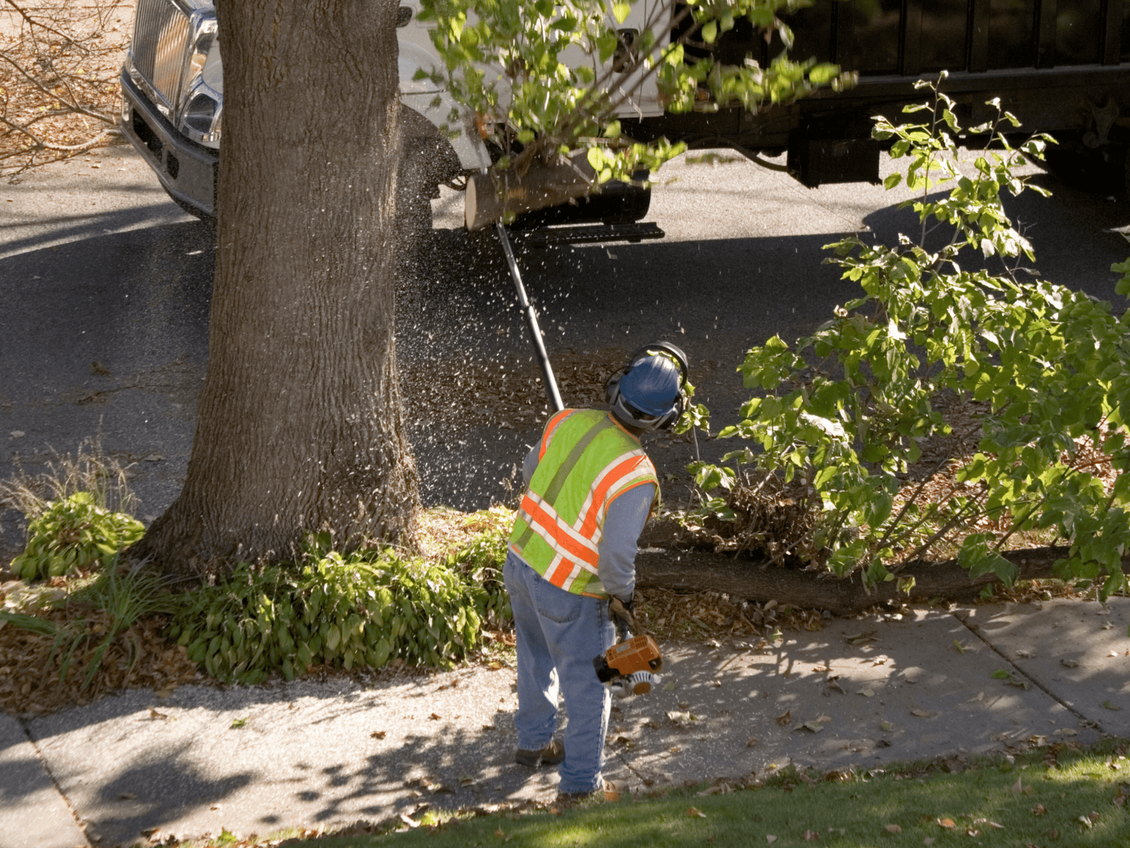 Elion Landscaping & Tree Service Expands Professional Tree Removal Services in Moore, Oklahoma