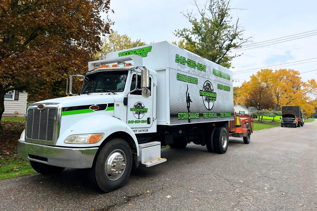 Treemendous Tree Care Expands Specialized Stump Grinding Services to Mount Clemens, Michigan