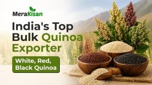 Mera Kisan — India’s Top Bulk Quinoa Exporter for Organic White, Red, Black Quinoa
